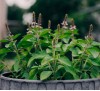 Basil Radiance 